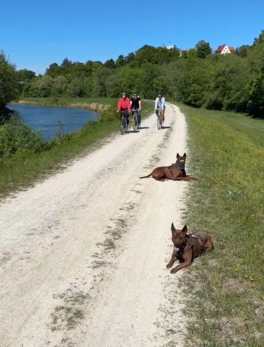 Amys Tierversicherungen